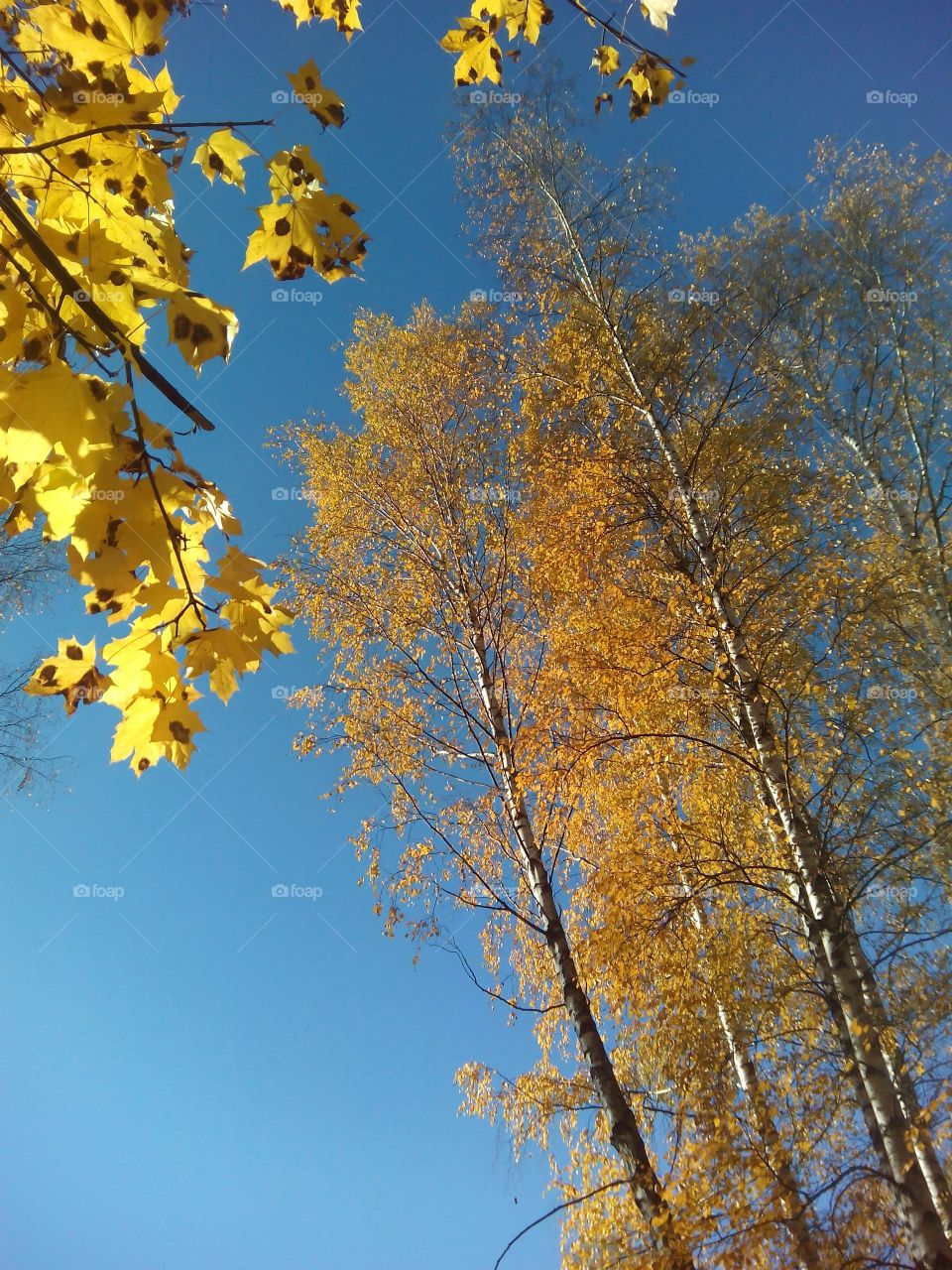 Tree, Leaf, Fall, Nature, No Person