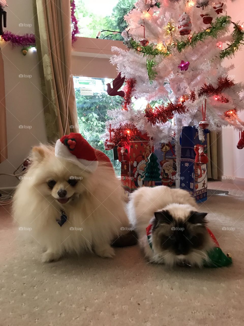 Lovely pets with Santa Clothes on nearby the Christmas tree in Cheltenham Melbourne Australia 