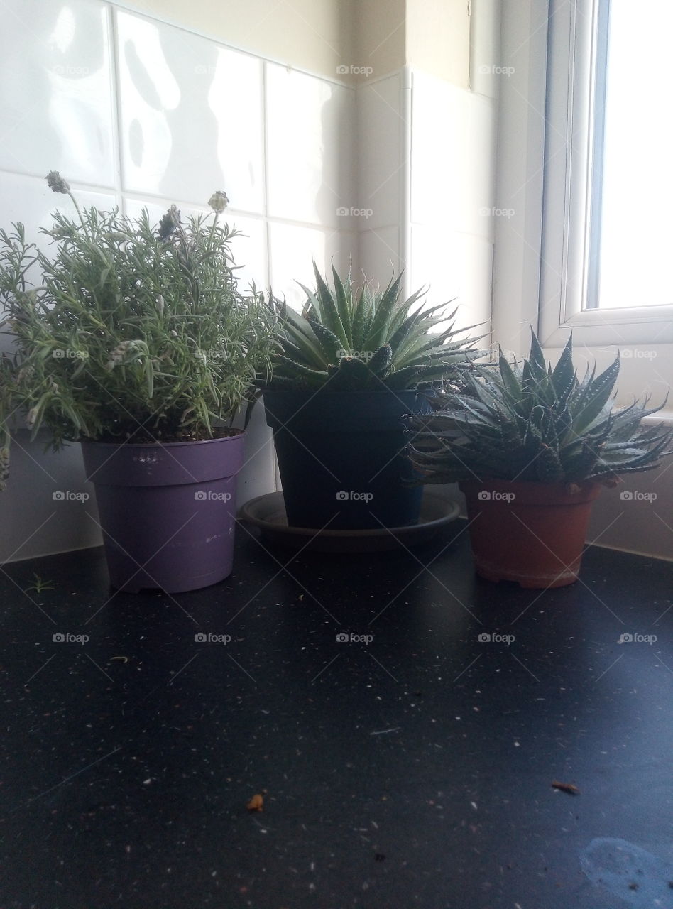 3 happy plants