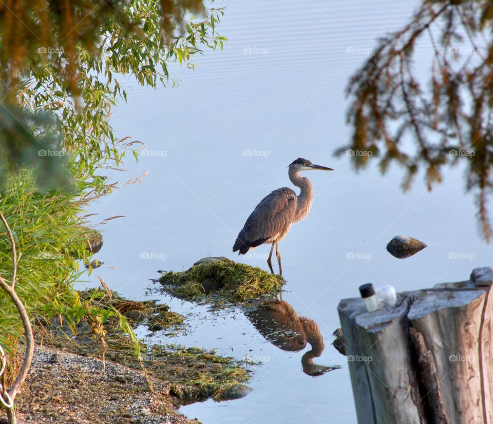 Early morning sunlight and a blue heron looking for his early morning meal to swim by.