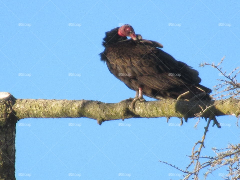 California Condor taken just outside our home development.