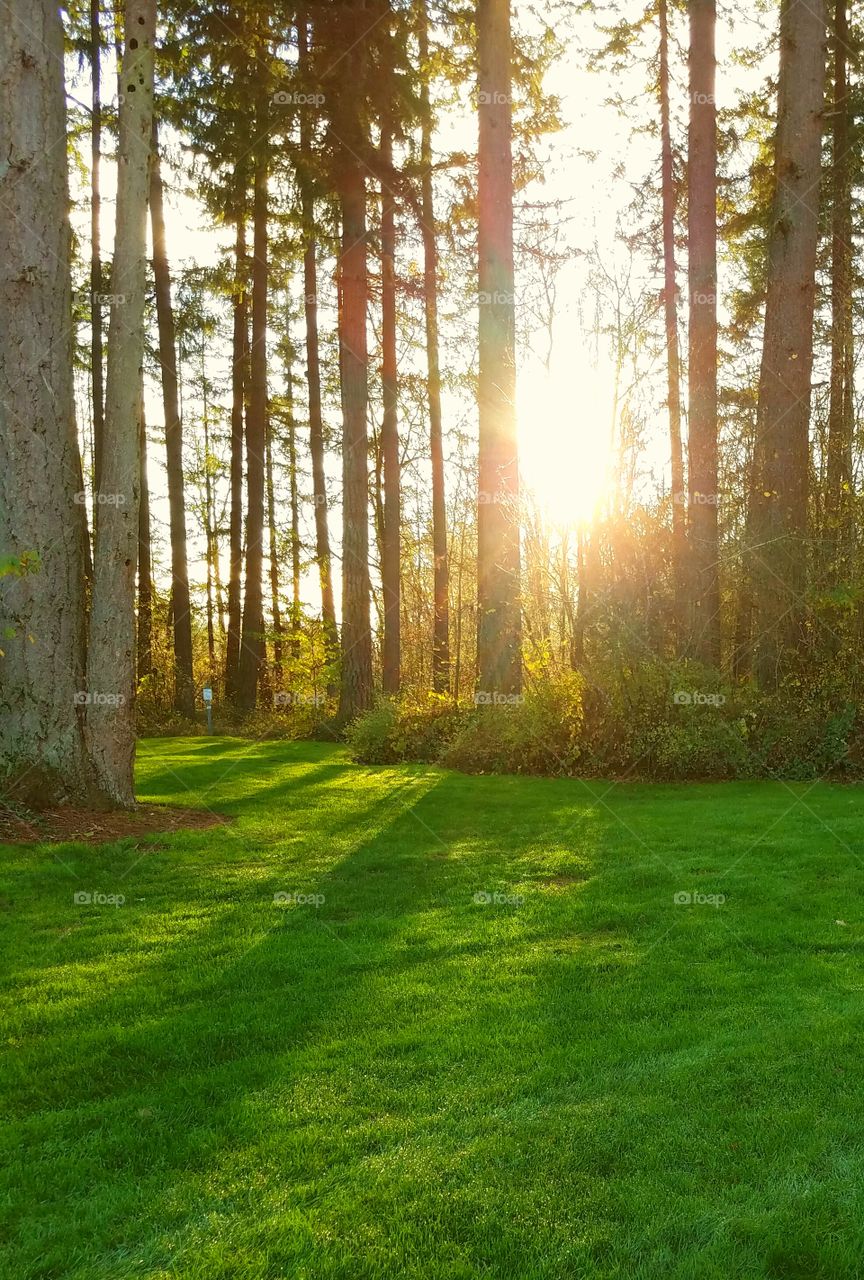 Sunset Forest