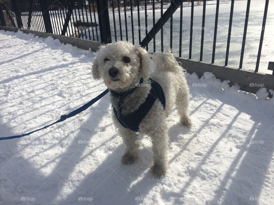 Walking my dog Bogi at the Liberty Park 