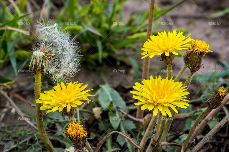 Dandelion