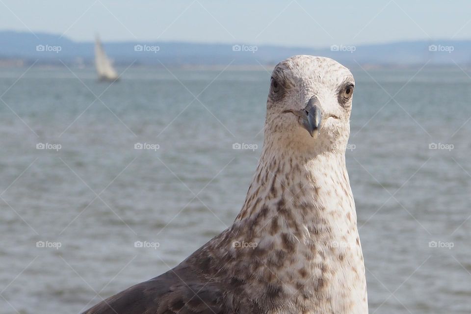 a seagull looking at you