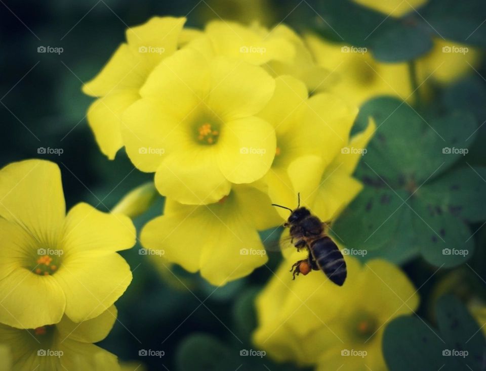 Bee#insect#flowers#color#nature