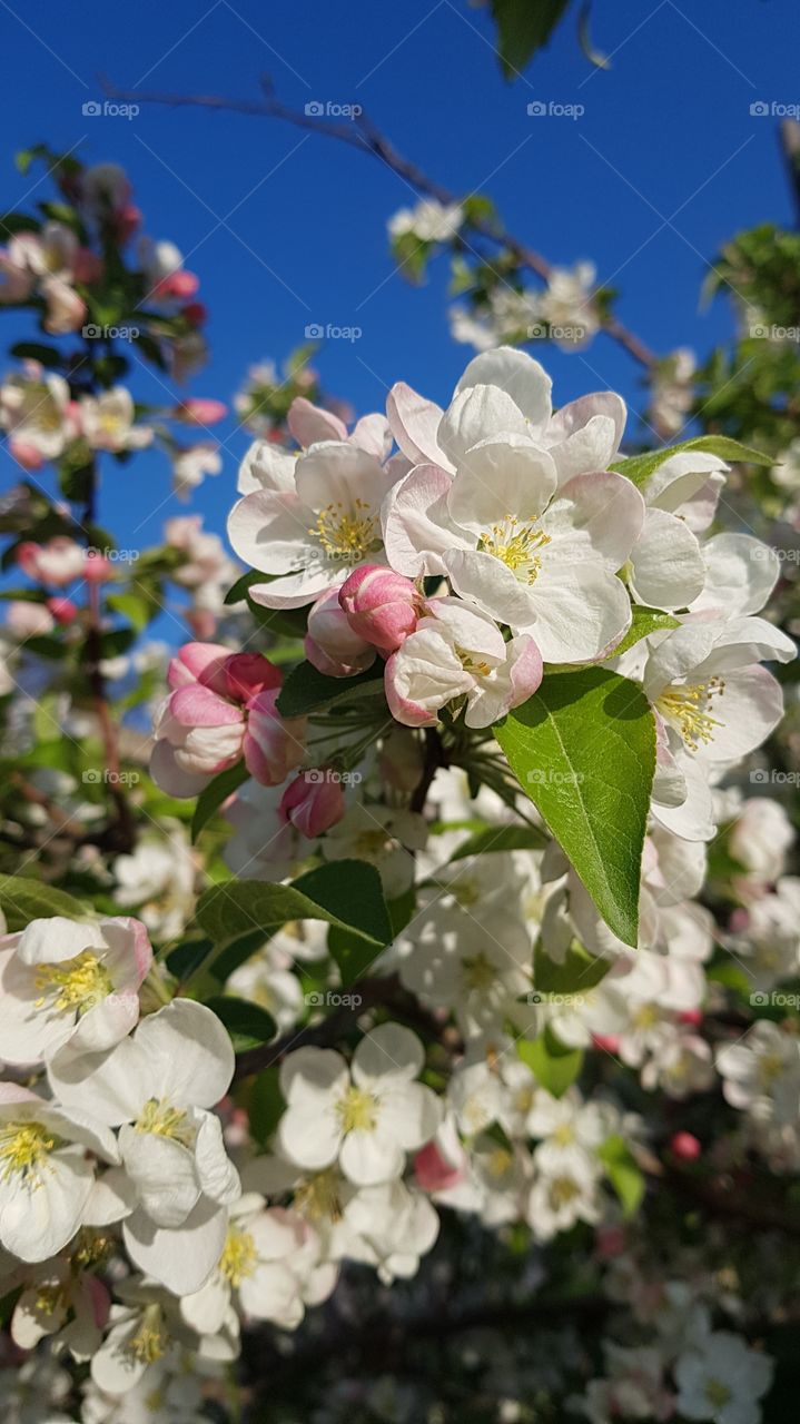 spring flowers, easter