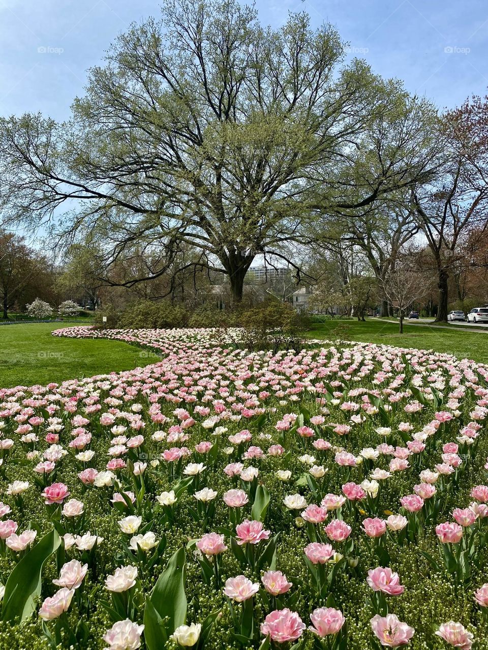 A garden with a bed full of pink and white tulips