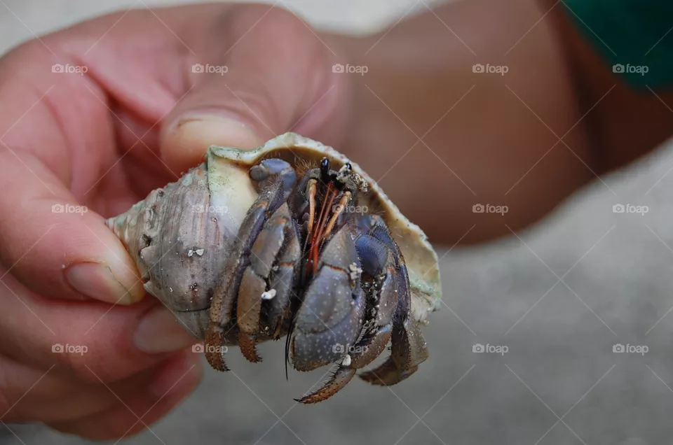 Hermit crab