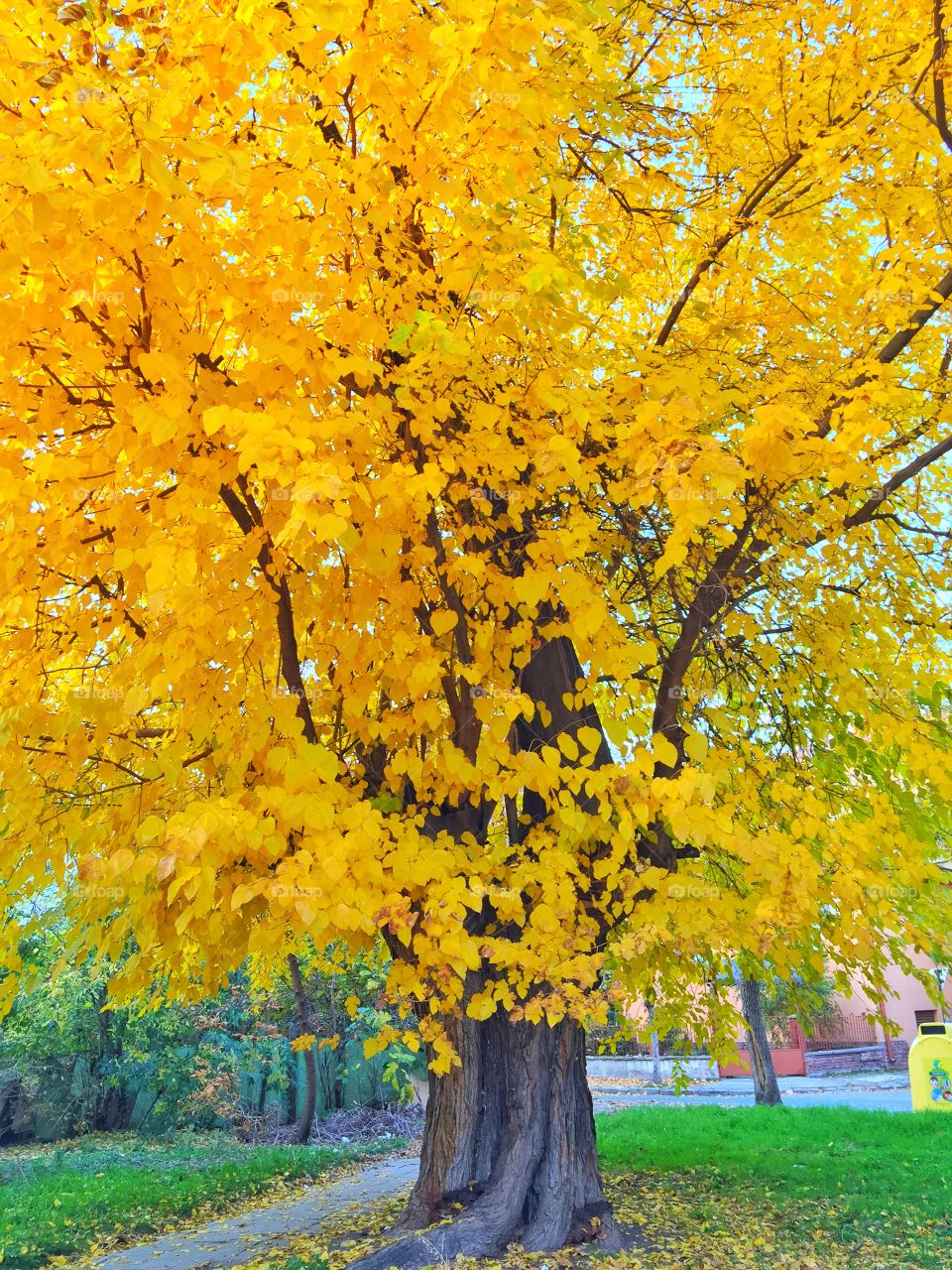 Autumn yellow tree 