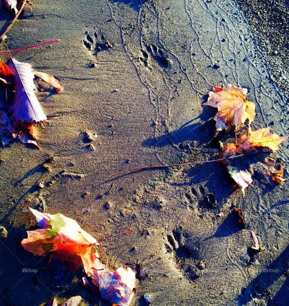Raccoon tracks and autumn leaves.