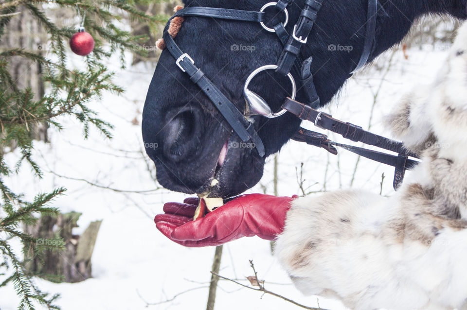 Girl feeding horse with apple hands