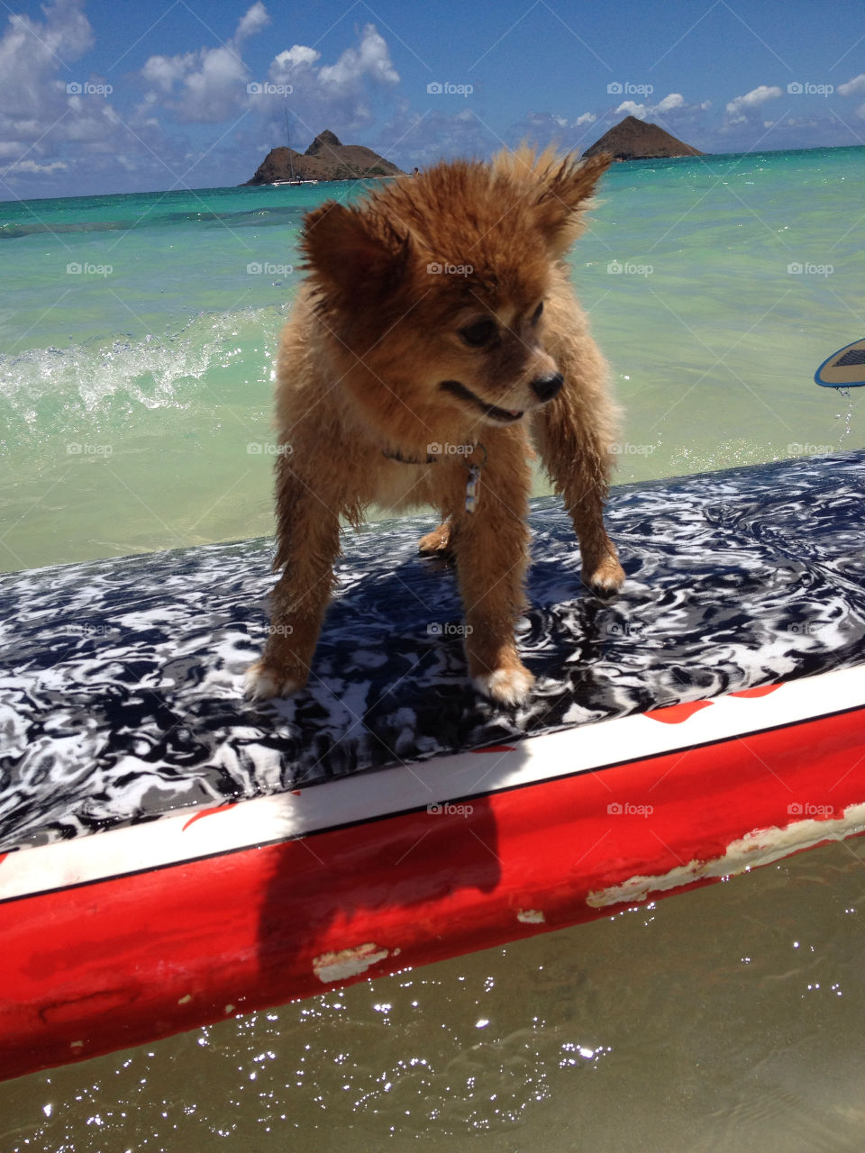 dog mammals surfing animals by aerokat