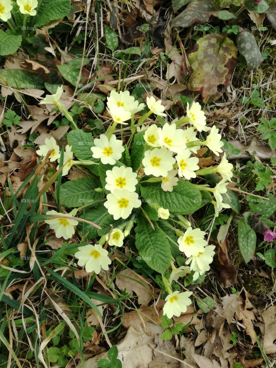 Primule. It's a wonderful spring