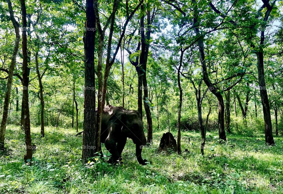 Elephant In A Forest 