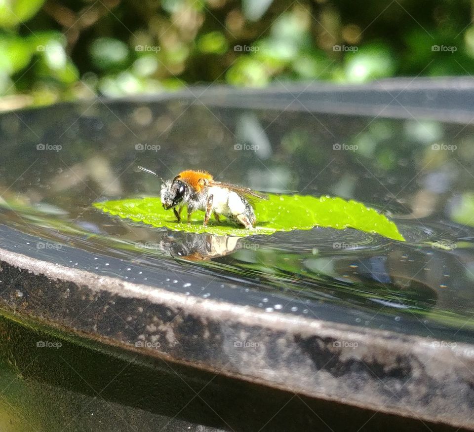 bee Biene blatt wasser trinken Durst gerettet nass Insekt