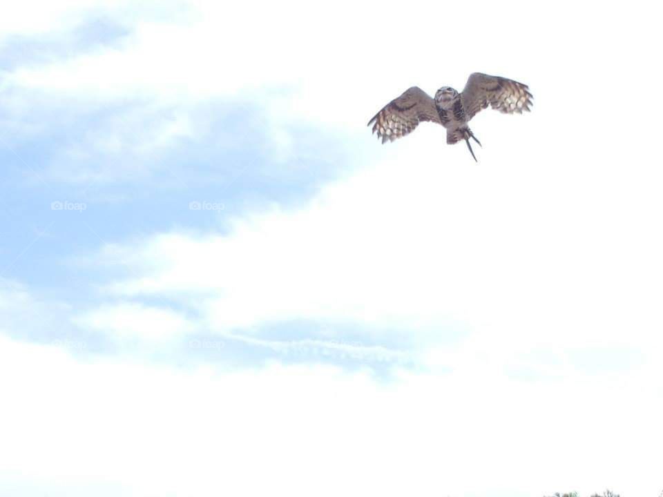 Wild, bird wings sky