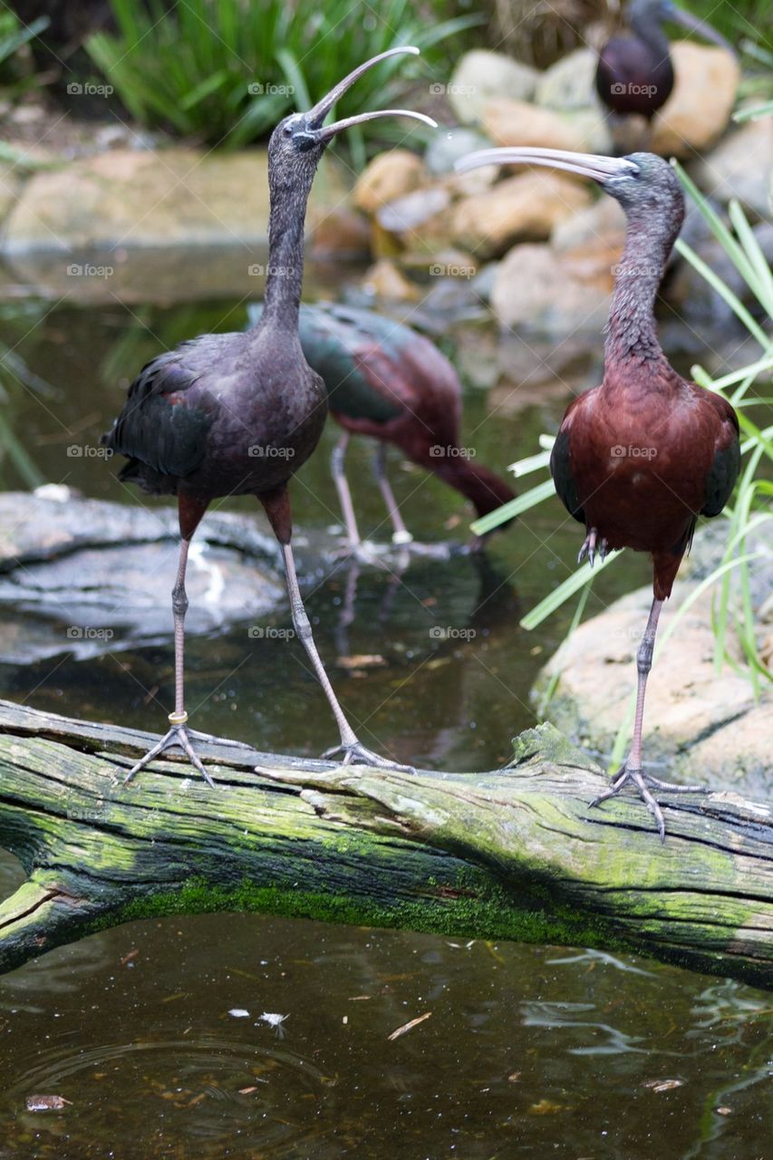 Birds in Nature