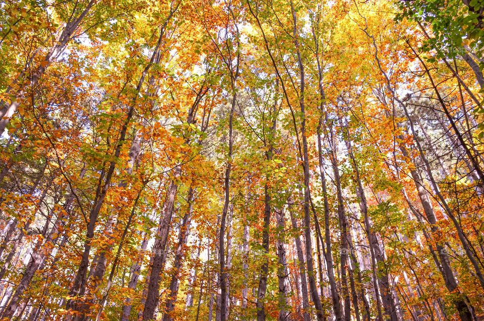 Autumn Landscape