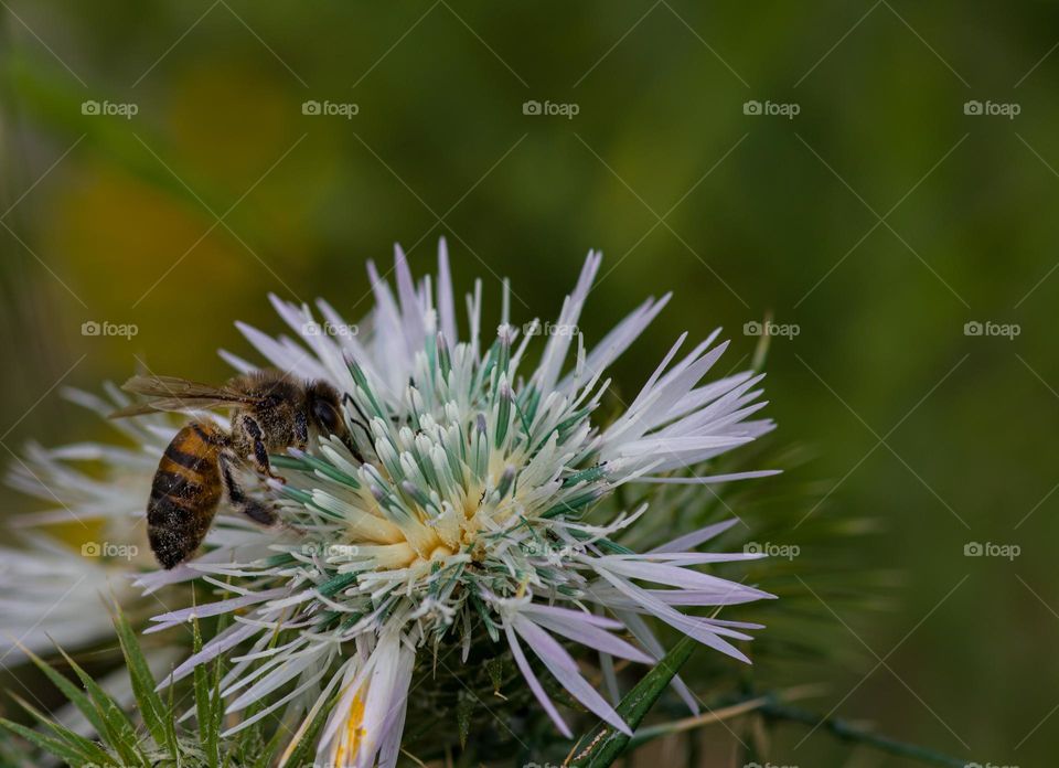 Spring. Bee feeding on wild flower