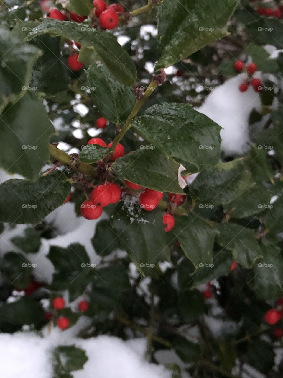 Holly bush in the snow