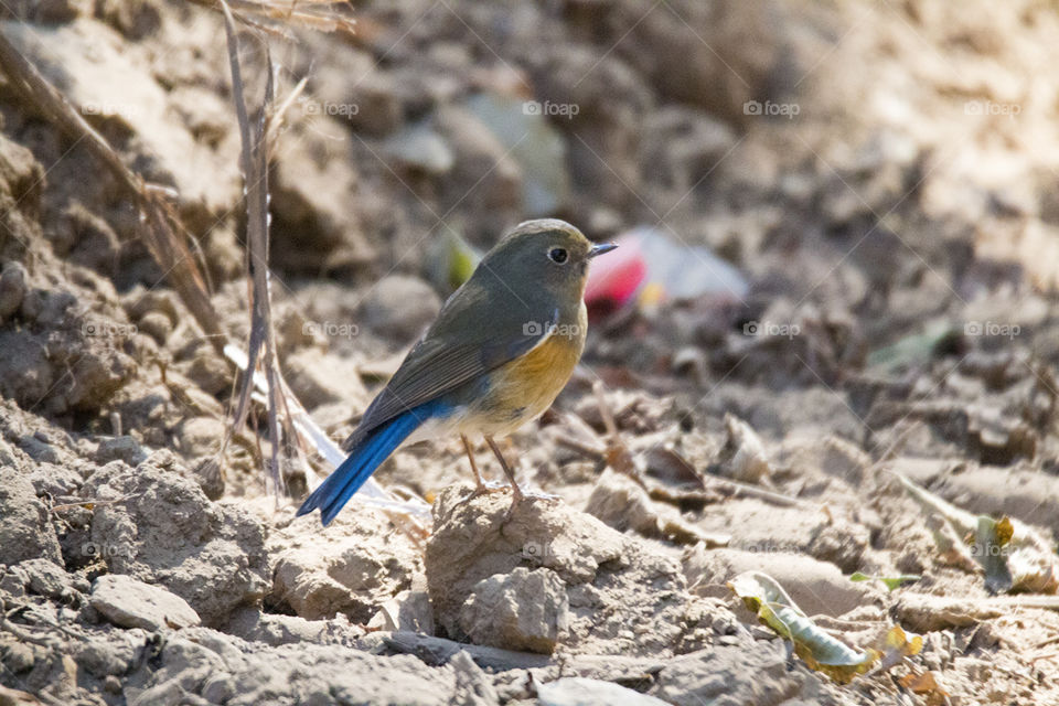 Himalayan Bluetail (Female) 