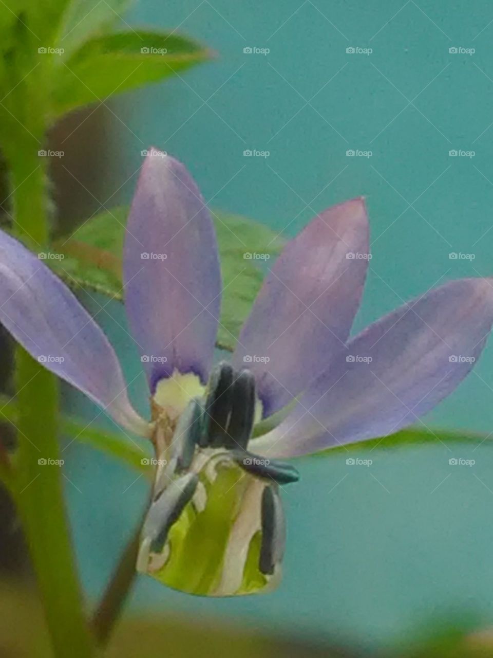 This is a very beautiful flower and very nice showing colors mezenta.