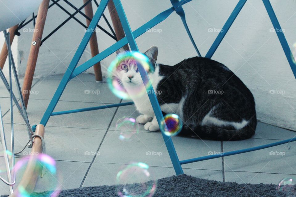 Cat's face in a bubble.