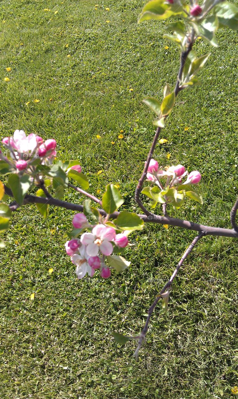 apple blossom. A picture of one of our apple trees