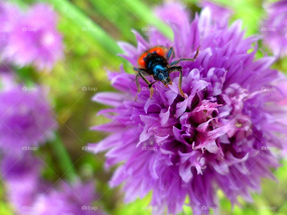 Insect walking on blooming chives