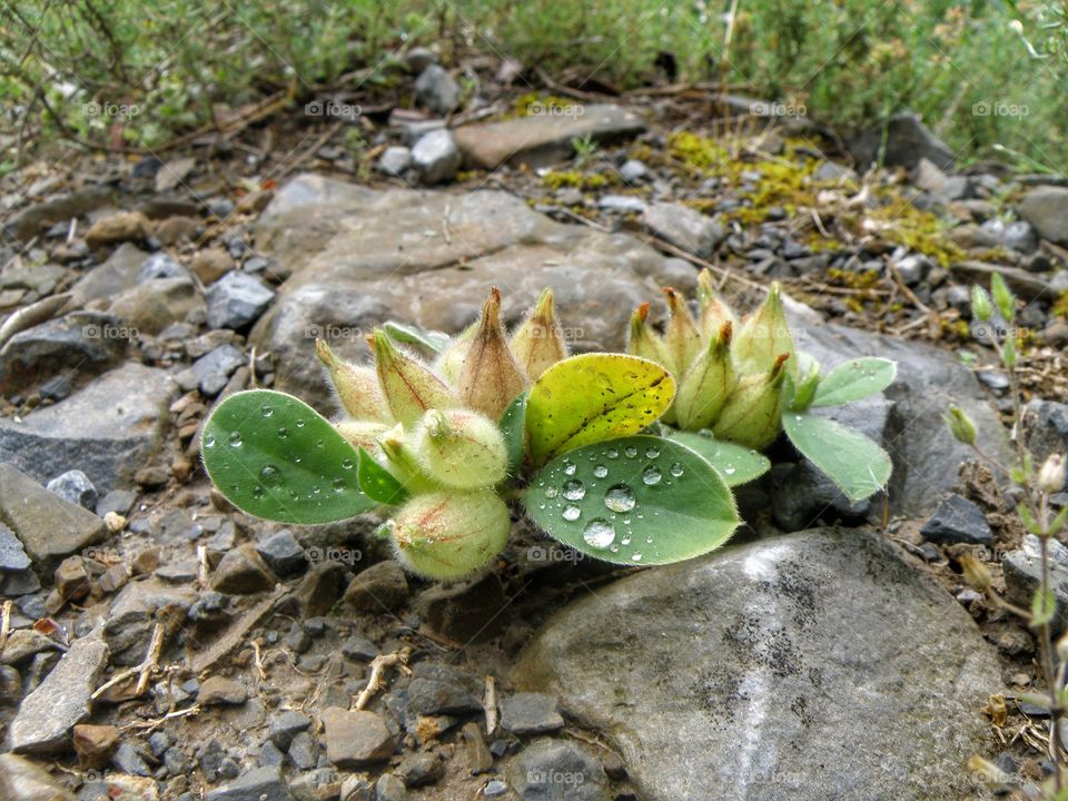 Rain drops on plant