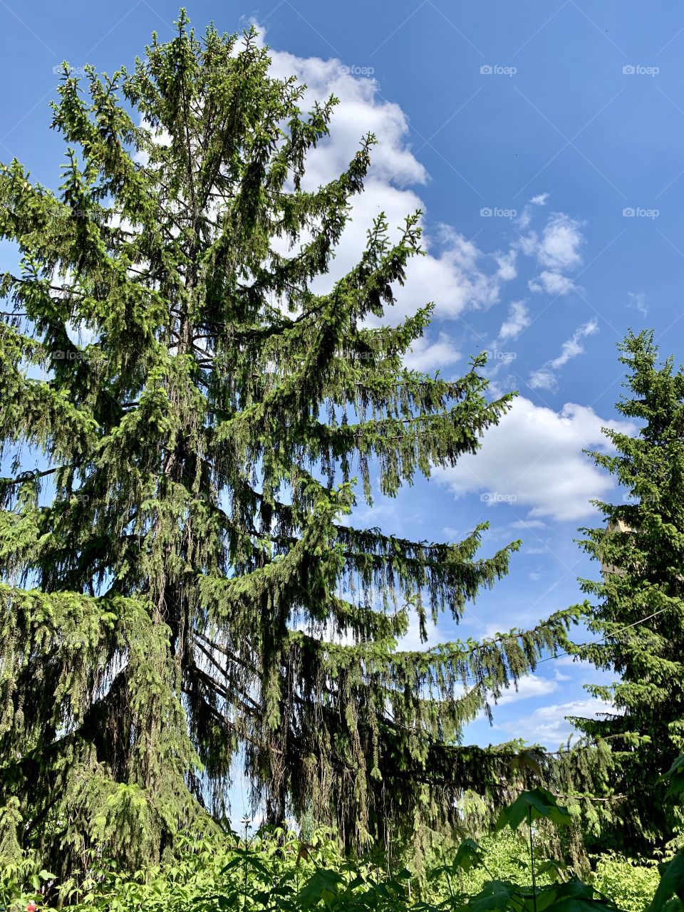 very tall spruce