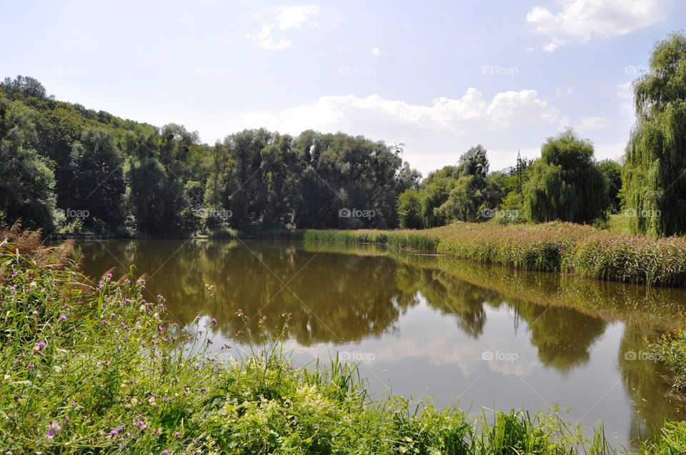 Forest and the lake 