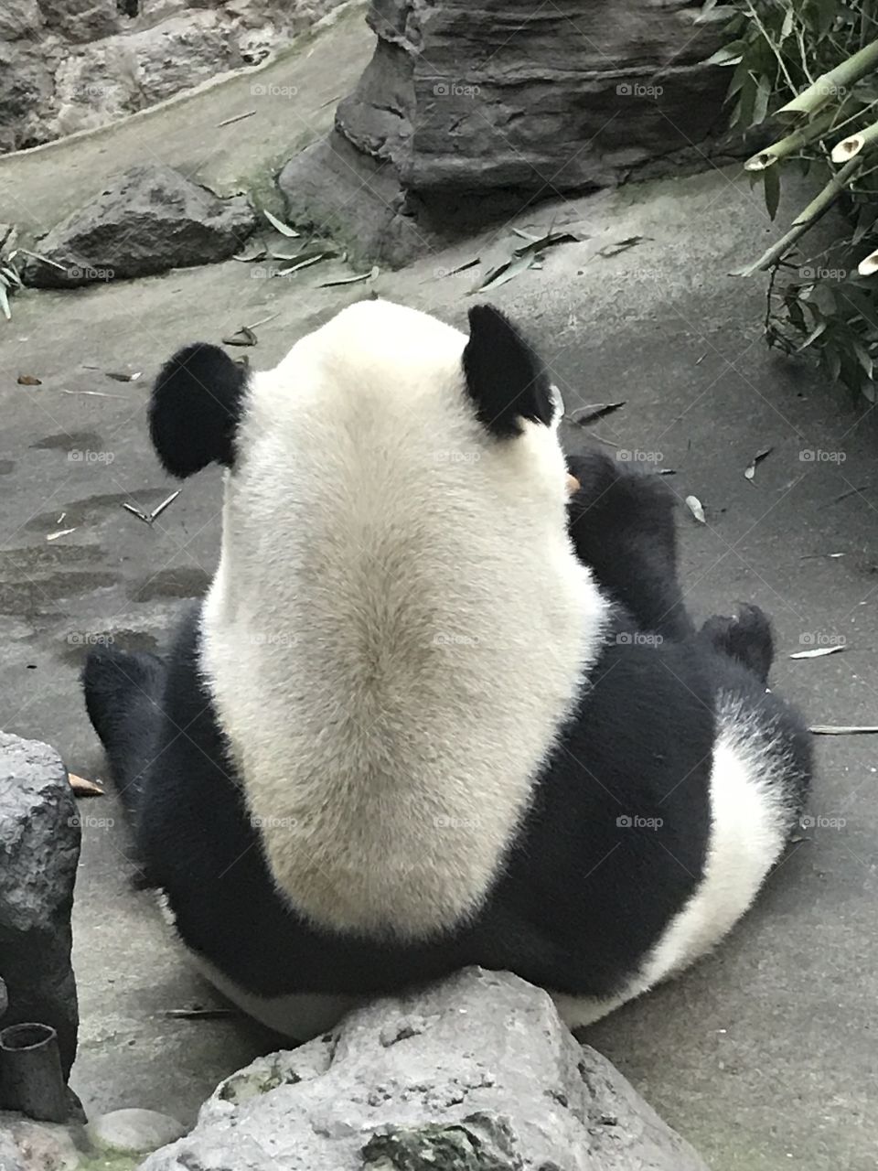 Panda 
