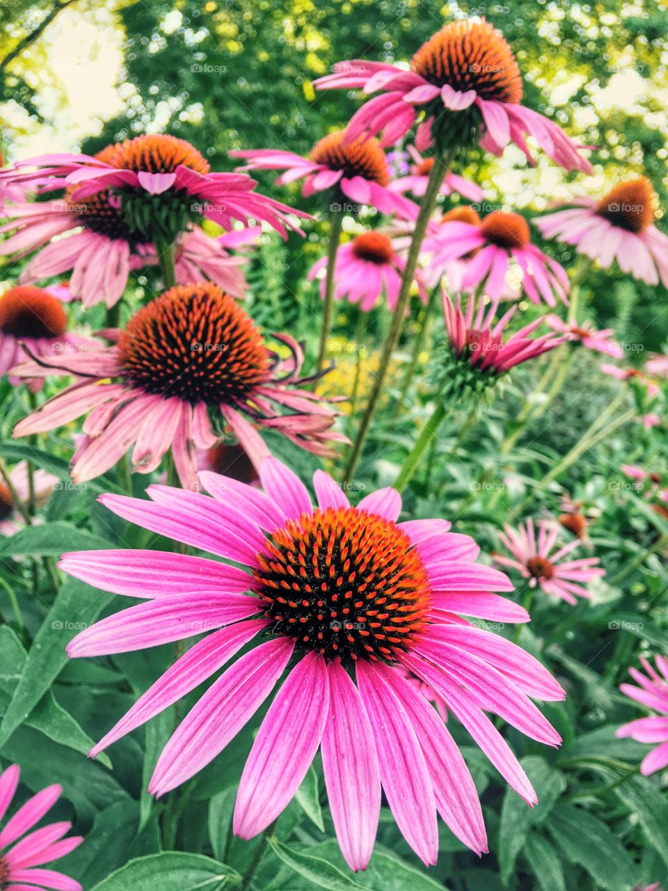 Field of coneflowers