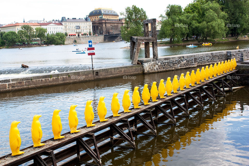 Penguins in Prague