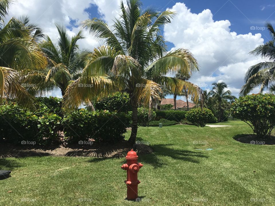 Fire hydrant in paradise
