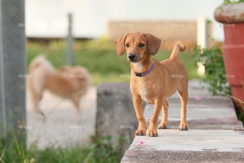 Cute dog