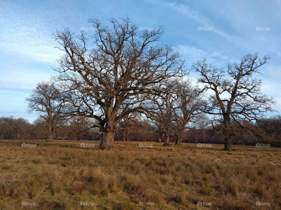 Old oak