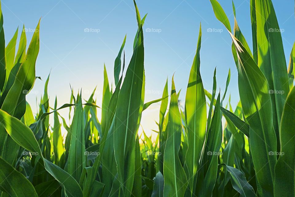 Close up shot of cornstalks against blue sky at sunrise