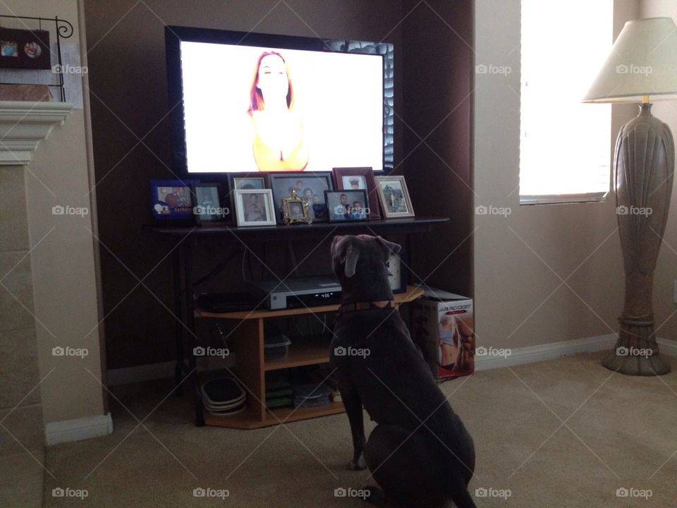 Our pitbull, Shya, LOVES to watch tv! She won't budge when her