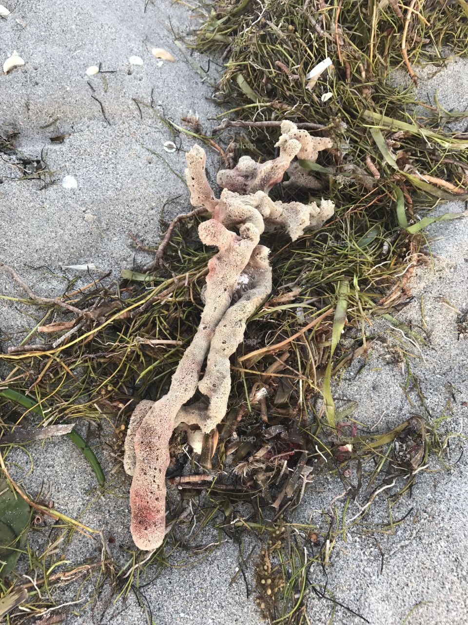 Natural coral on the beach after hurricane Irma in Florida 