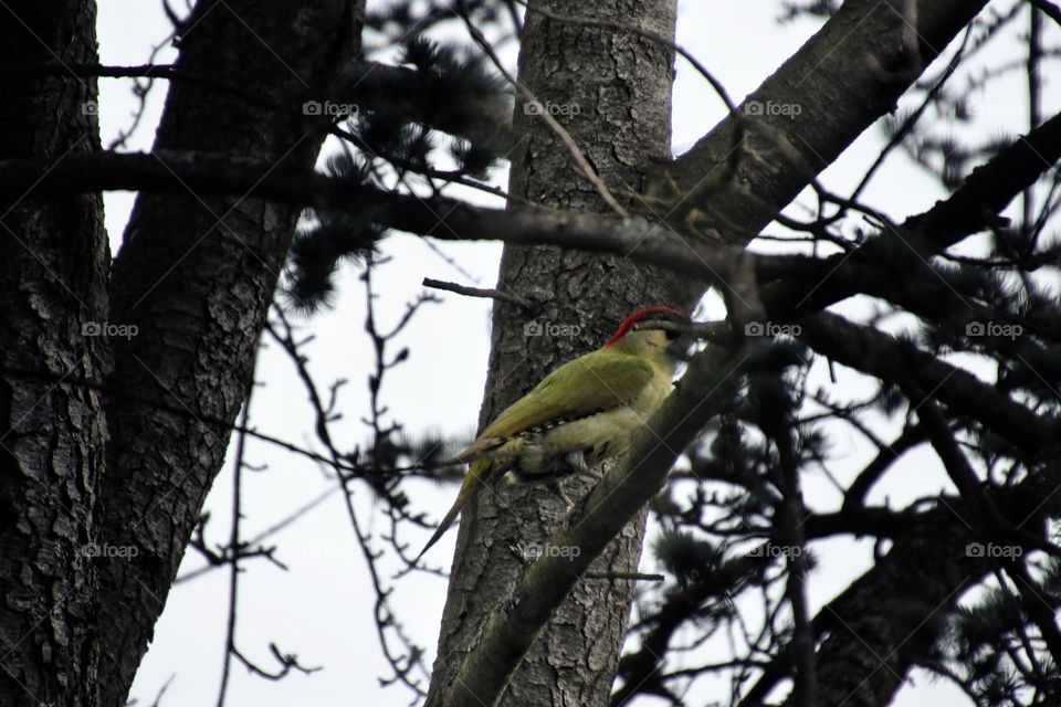 Close-up of a Green Woodpecker sitting in a tree