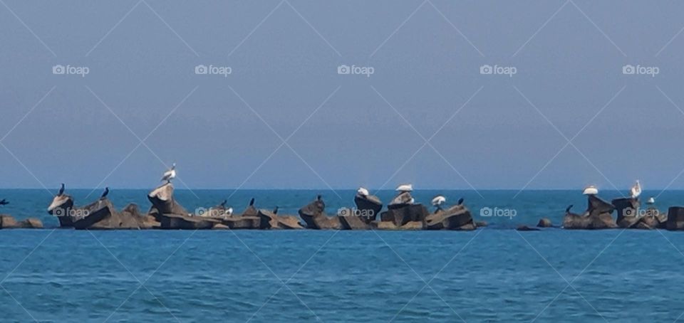 Gulls resting on the rocks