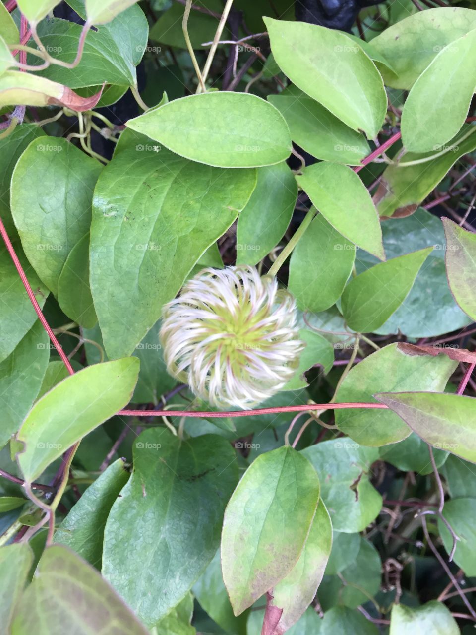 Cool flower seed orb-type plant structure 
This is a clematis flower that has gone to seed 