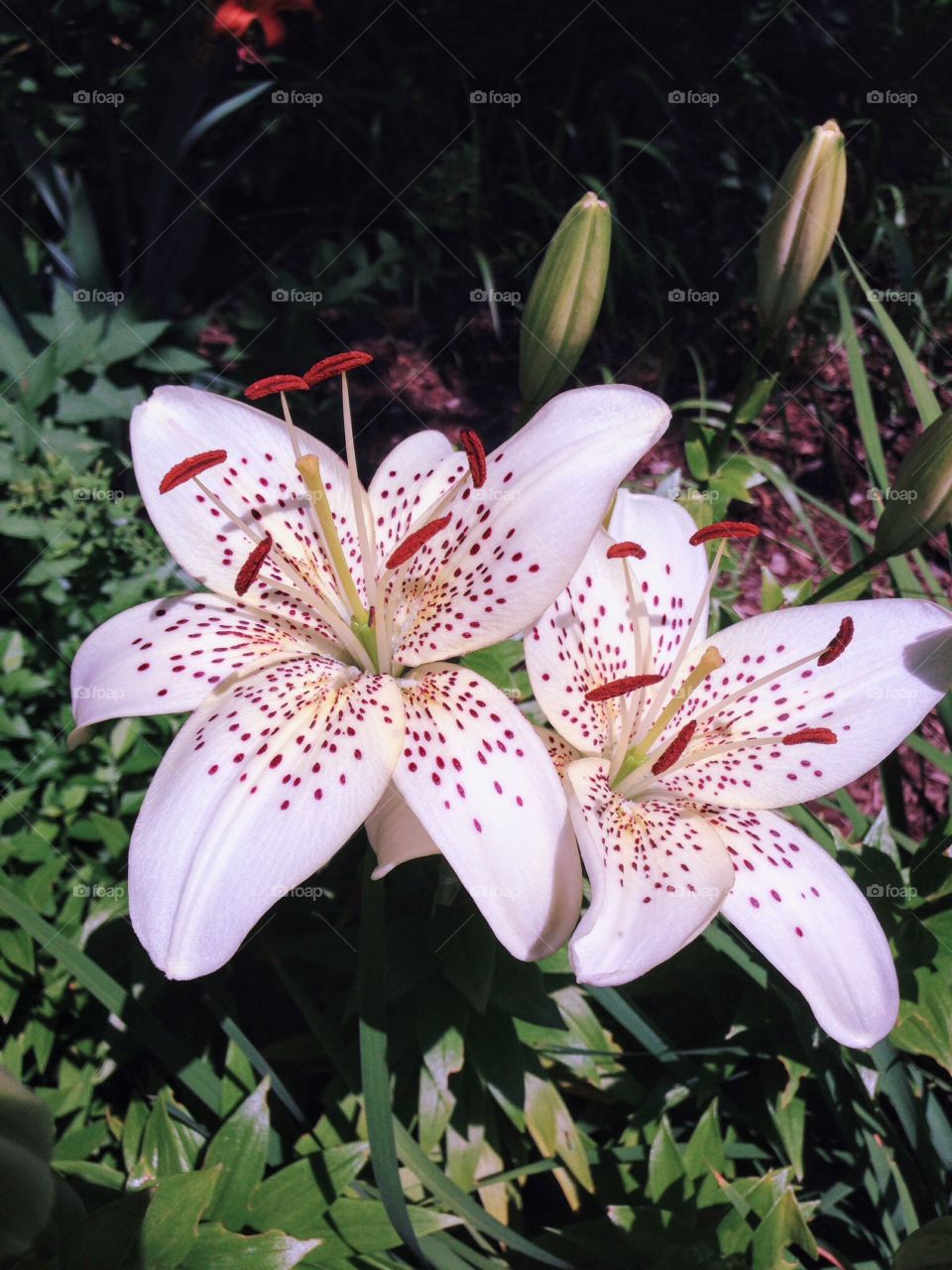 Lilies in Bloom