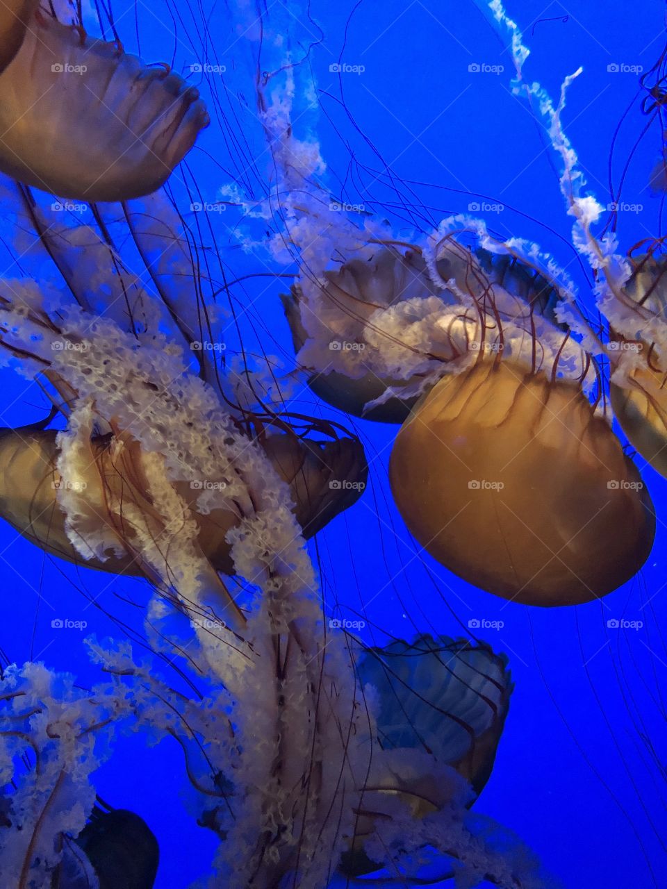 Jellyfish