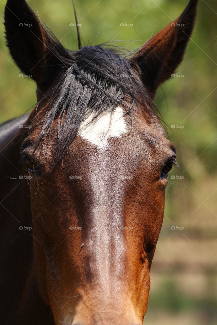 A close up shot of the next door neighbours horse 