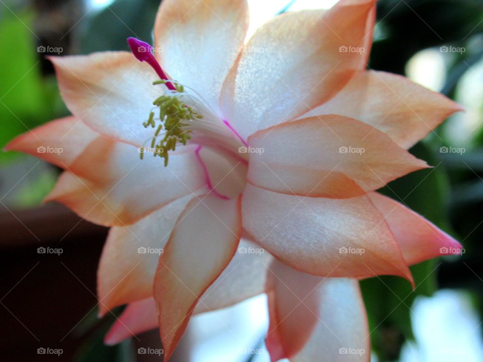 Schlumberger's zygocactus bloomed in December and its name is Decembrist