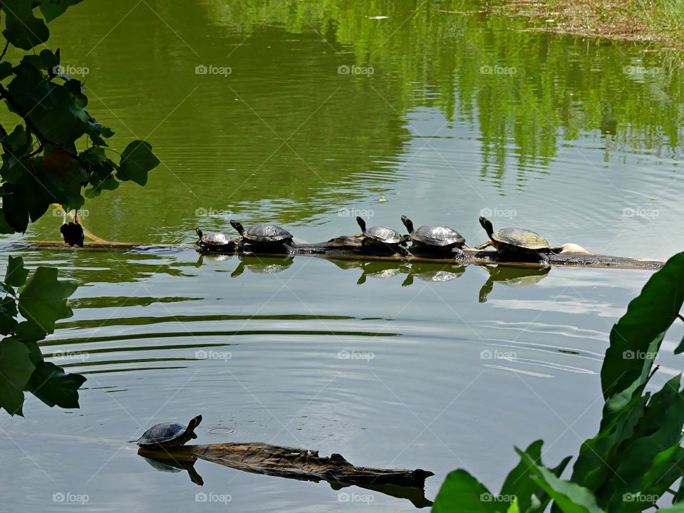 Though turtles are solitary animals and like their own company, they can still be found in groups, stacking on top of each other. 